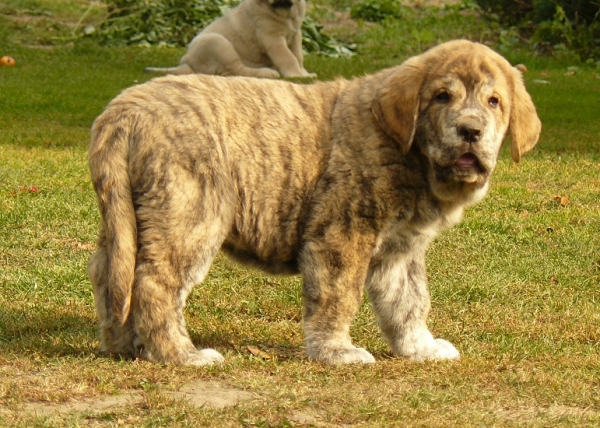 Quanto Tornado Erben 8weeks
Nilo de Campollano x Eleonore Lu Dareva
