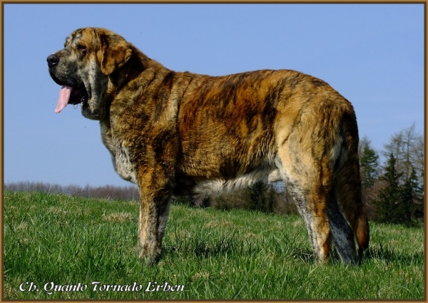 Ch. Quanto Tornado Erben 20 months old 
Nilo de Campollano x Eleonore Lu Dareva
