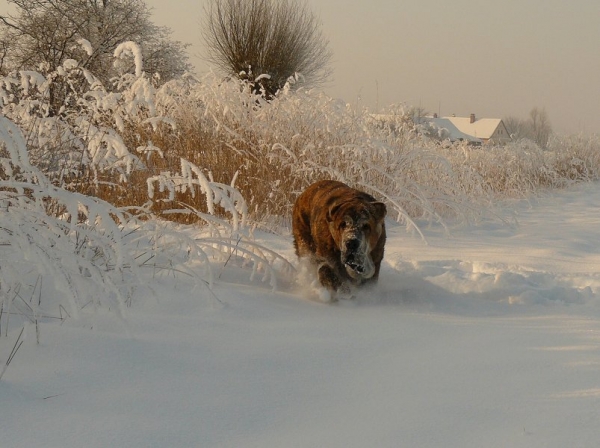 Quanto Tornado Erben 5 months
Nilo de Campollano x Eleonore Lu Dareva
Keywords: snow nieve