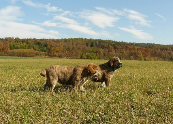 Quanto and Quattro Tornado Erben 
2,5months
Nilo de Campollano x Eleonore Lu Dareva
