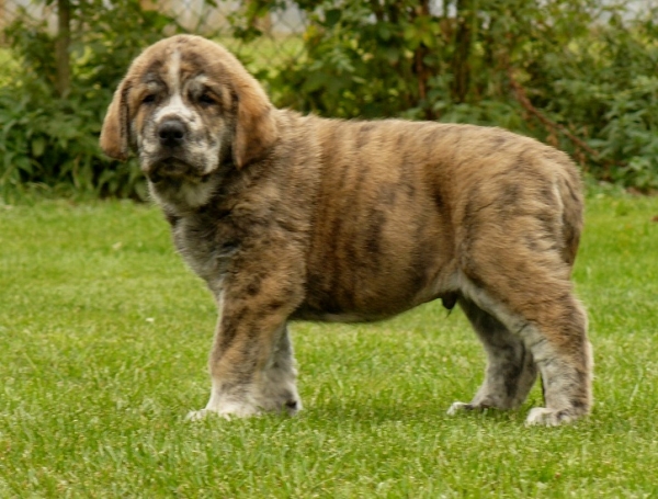 Quattro Tornado Erben - 6weeks
Nilo de Campollano  x Eleonore Lu Dareva
