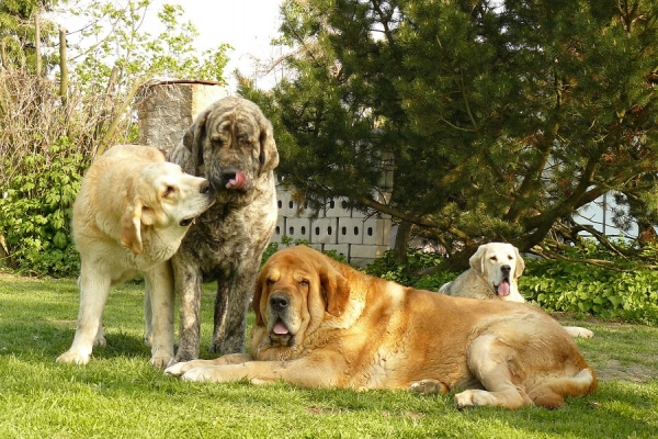 Family
Druso with daughter and granddaughter (Druso con hija y nieta

from the left 
Queen of Hearts Tornado Erben (8,5 months) - Nilo de Campollano x Eleonore Lu Dareva
Eleonore Lu Dareva (2,5 years) - Basil Mastifland x Franchesca Mastibe
Druso de la Aljabara (6 years) - grandson of  / nieto de Jorgito de Trashumancia 
