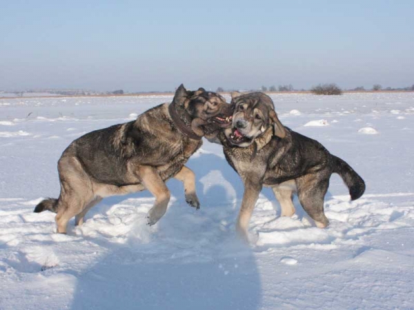 Playing mastines
on the left Bancia Dobra Rasa 7years old
(Basil Mastifland x Carina z Karolewka)

on the right Rapsodia Tornado Erben 16 months old
(Caruso x Linda Tornado Erben)
