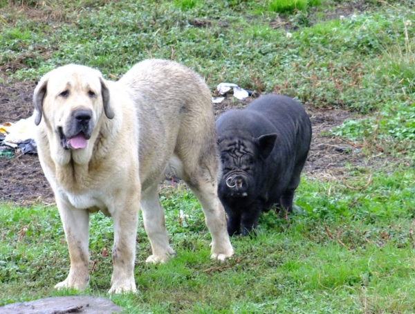 Apollo de la Ribera del Pas with his friend Francisco
