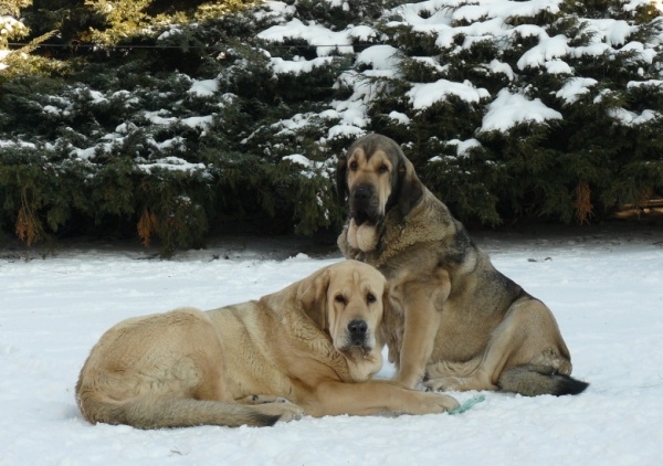 Mother with daughter 
Roxana Tornado Erben (16 months) - Caruso x Linda Tornado Erben

Linda Tornado Erben (Basil Mastifland x Florita Maja Tornado Erben)
Keywords: snow nieve