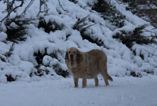 Roxana Tornado Erben 8,5 years old 
Caruso x Linda Tornado Erben
Keywords: tornado snow nieve