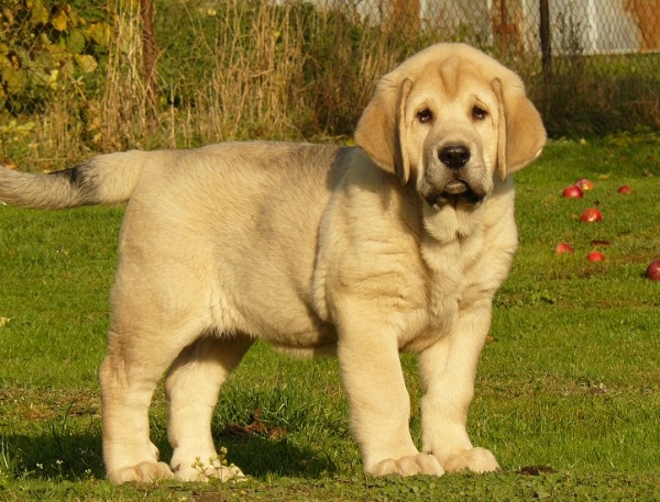 Roxana Tornado Erben 2,5months  
father: Caruso (Canon de Fuente Mimbre x Seda de Cueto Negro)
mother: Linda Tornado Erben
