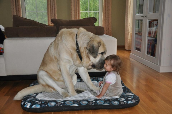 Rufus Tornado Erben with her little owner
Klíčová slova: tornado kids