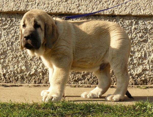 Rufus Tornado Erben 2,5months
Caruso x Linda Tornado Erben
