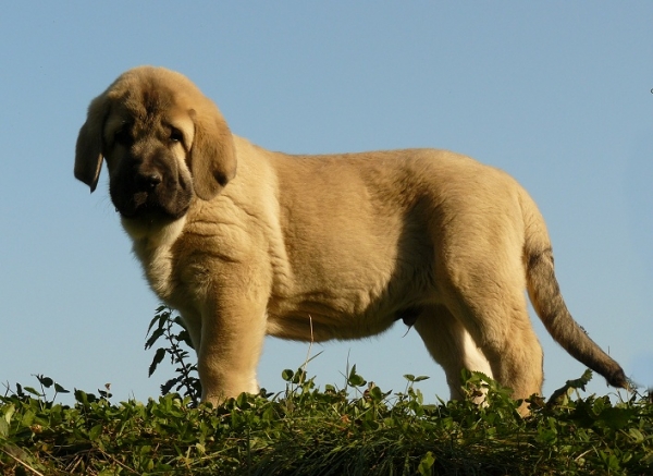 Rufus Tornado Erben 9 weeks
Caruso x Linda Tornado Erben
