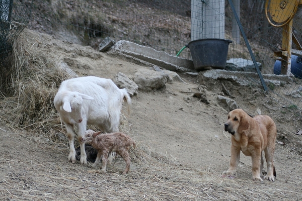 Sahara Tornado Erben 4 months 
Druso de la Aljabara x Lois Tornado Erben
Keywords: flock