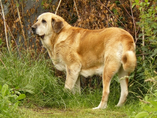 Jch. Salma de Cueto Negro 8,5 years
Remo x Triana III de Babia
Keywords: veteran veterano cueto