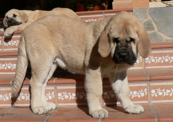 Sarko Tornado Erben 3,5 months 
Druso de la Aljabara x Lois Tornado Erben
