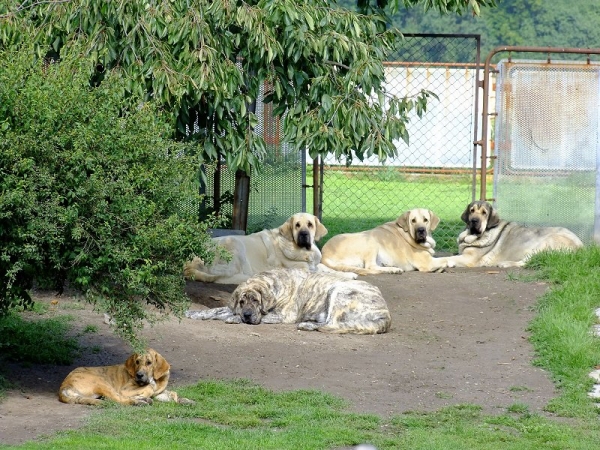 Afternoon in Tornado Erben
from the left Lois Tornado Erben, Florita Maja Tornado Erben, Linda Tornado Erben, Eleonore Lu Dareva and Xara Grace Tornado Erben
