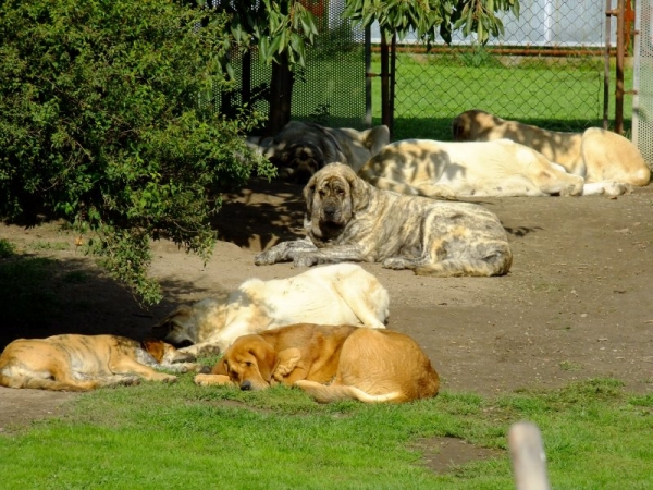 Dogs in Tornado Erben
In the middle  Eleonore Lu Dareva, daughter of  Druso de la Aljabara
