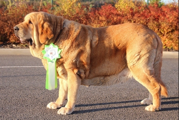 Sofia Sol Tornado Erben 8 years
Best veteran of the breed on International show in Prague
(Druso de la Aljabara x Lois Tornado Erben)
Keywords: tornado