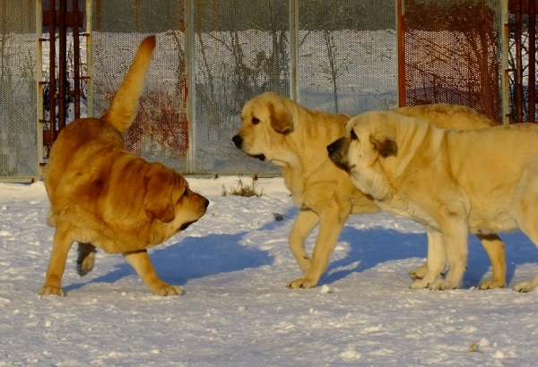 Our females playing
Sofia Sol Tornado Erben, Daffy Tornado Erben and Lois Tornado Erben
Keywords: tornado snow nieve