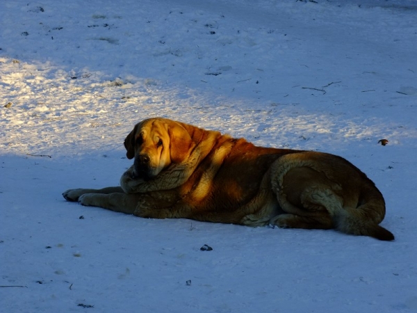 Sofia Sol Tornado Erben 
Keywords: tornado snow nieve