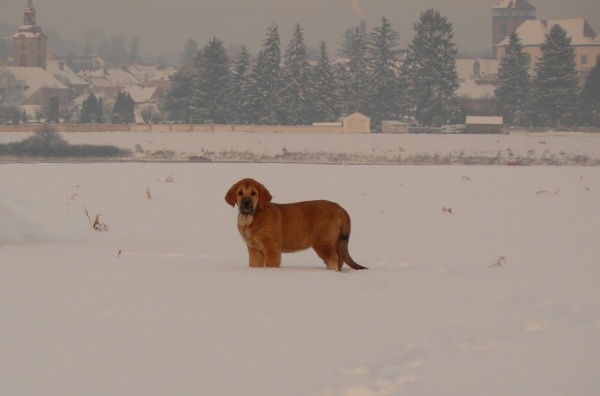 Sofía Sol Tornado Erben 10weeks
Druso de la Aljabara x Lois Tornado Erben
Keywords: snow nieve