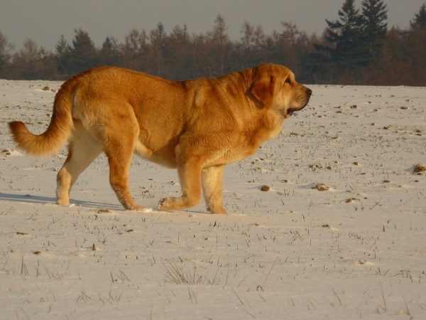 Sofia Sol Tornado Erben 13,5 months 
Druso de la Aljabara x Lois Tornado Erben
Keywords: snow nieve