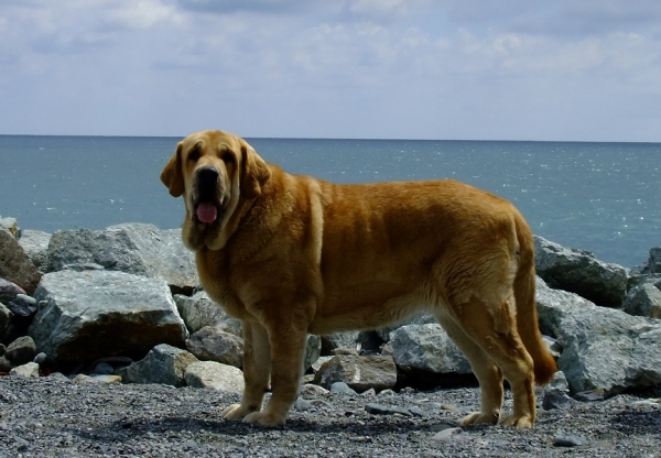 Jch. Sofia Sol Tornado Erben (20months old) in Italy, where she travelled for mating with Brutus del Dharmapuri
Sofia is daughter of Druso de la Aljabara and Ich.Lois Tornado Erben
