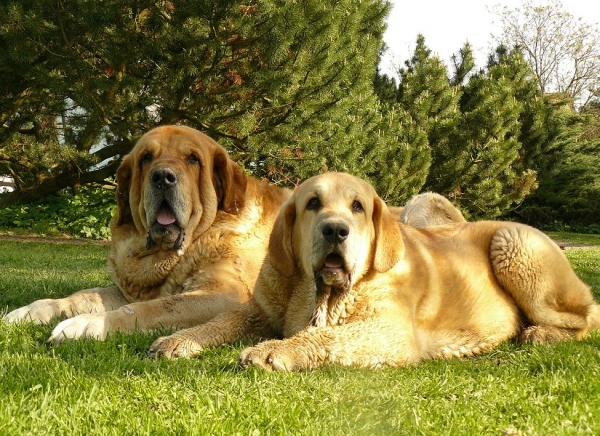 Druso with daughter
Druso de la Aljabara (6 years) with daughter Sofía Sol Tornado Erben (5,5 months)
