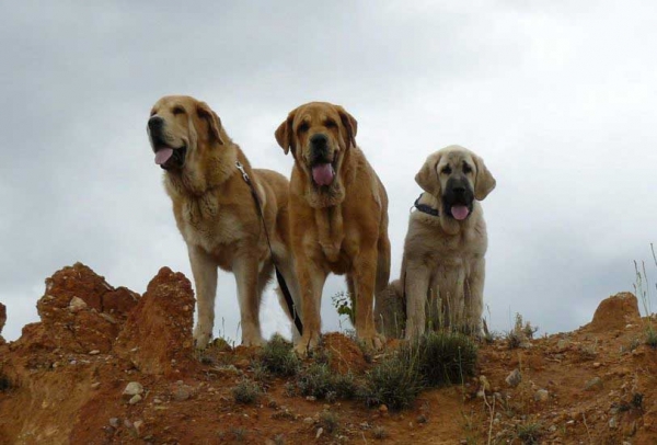 Jorgito, Historia & Lois Tornado Erben - in Spain June 2007
Keywords: tornado