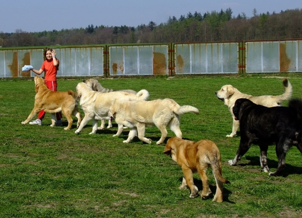 Tereza with our mastines
Nice Saturday afternoon with dogs
