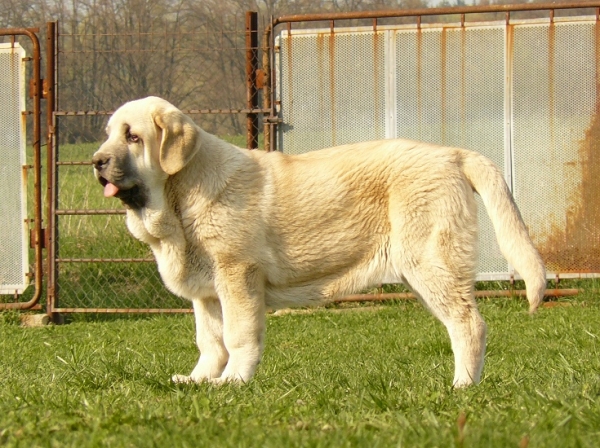 Syra de Zurita 4,5 months
Ch. Seo de Torreanaz x Saya de Zurita
