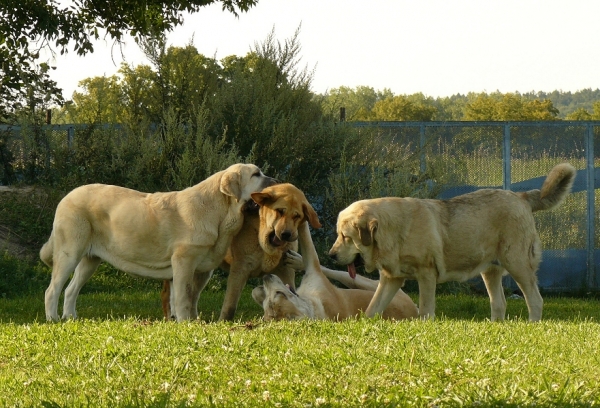 Young females in kennel Tornado Erben
from the left
Syra de Zurita (8 months) - Seo de Torreanaz x Saya de Zurita
Sofia So Tornado Erben (9 months) - Druso de la Aljabara x Lois Tornado Erben
Queen of Hearts Tornado Erben (11,5months) - Nilo de Campollano x Eleonore Lu Dareva
Roxana Tornado Erben (11,5 months) - Caruso x Linda Tornado Erben

