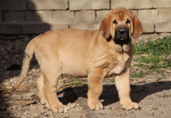 Tarqui Tornado Erben
Baruc de Puerto Canencia x Xara Grace Tornado Erben
Keywords: tornado puppyczech