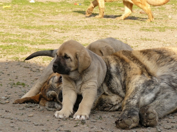 Quanto Tornado Erben (nearly 9 months) and Tess Tornado Erben (7weeks)
