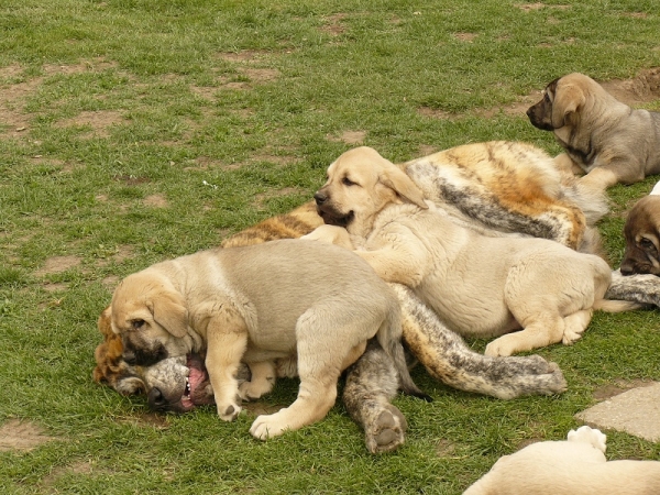 Puppies from Tornado Erben
Tess a Tilly Tornado Erben 8 weeks and Quanto Tornado Erben 9 weeks
