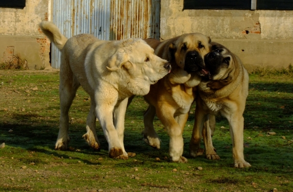 Dogs in Tierra Orbigo
