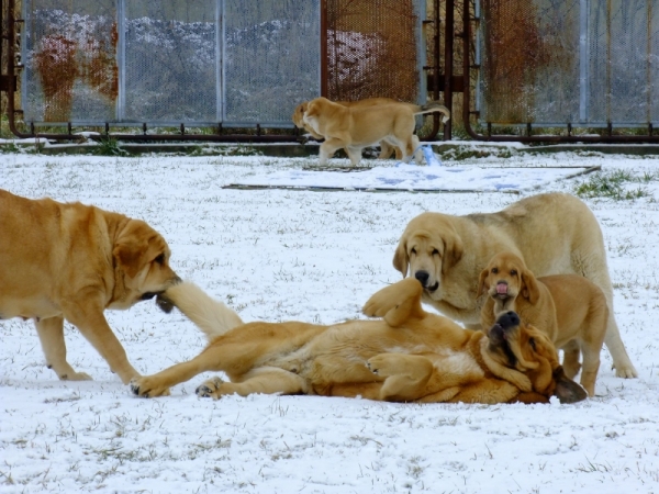 First snow - Dali de la Aljabara playin with daughters and Sofia Sol Tornado Erben
