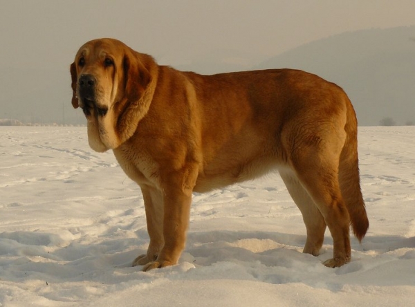 Jch. Sofia Sol Tornado Erben 14,5 meses
hija de Druso de la Aljabara y Ich. Lois Tornado Erben
