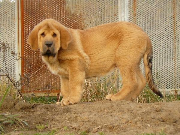 Ugo II Tornado Erben - 12 weeks
Ugo del Dharmapuri x Ich. Lois Tornado Erben
