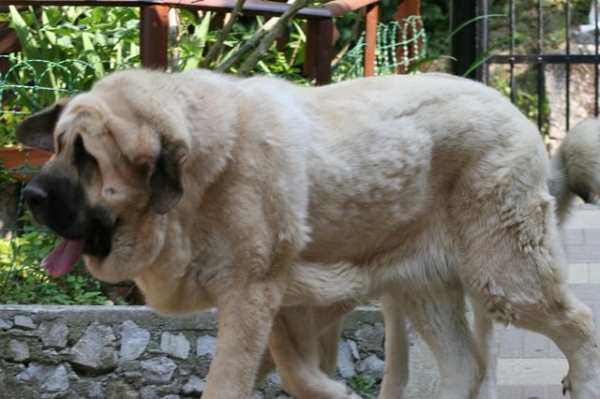 Ulissa Tornado Erben 10 months old 
Ugo del Dharmapuri x Ich. Lois Tornado Erben

in Pedigree are also Pento de las Canadas, Perla de Montes del Pardo, Druso de la Aljabara
