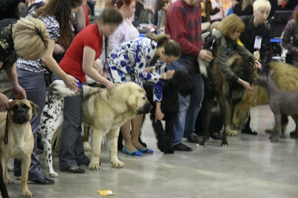 Uma Turman Tornado Erben - Best puppy of the breed and 5th best puppy of all show (from more than 70 puppies) - 'Eurasia 2010', Moscow, 27.03.2010
Ugo Del Dharmapuri x Lois Tornado Erben 
Keywords: 2010