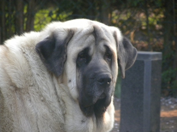 Uri Tornado Erben 2 years
Ugo del Dharmapuri x Lois Tornado Erben
