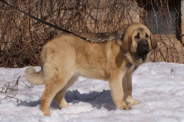 Ursa Tornado Erben 7,5 months 
Ugo del Dharmapuri x Ich. Lois Tornado Erben
