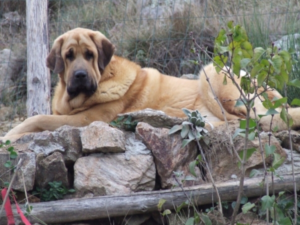 Ultra Vanille Tornado Erben 15 months old 
Ugo del Dharmapuri x Lois Tornado Erben
