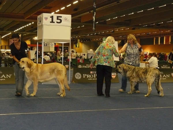 Intermediate class females  - Middle East European Winner Show, Wels, Austria, 22.08.2009
Amie Con Fundo - excellent 1, CACA, CACIB, Winner of Middle and East Europe 2009
(Basil Mastifland x Historia Tornádo Erben)

Jenny Mastibe - very good 2
(Basil Mastifland x Goya Mastibe)


Keywords: 2009