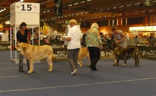 Best females - Middle East European Winner Show, Wels, Austria, 22.08.2009
on the left  - Amie Confundo - CACIB
in the middle - Lyurua Dyuring Allegro Dream v Motley House   
on the right - Hessi Mastibe - res. CACIB
Keywords: 2009