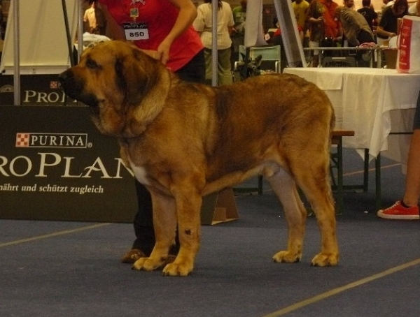 Ch. Nero Tornado Erben - Middle East European Winner Show, Wels, Austria, 22.08.2009
excellent 1, CACA

Baskervil Mastibe x Donelly Tornado Erben
Keywords: 2009