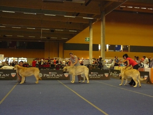 Young class females - Middle East European Winner Show, Wels, Austria, 22.08.2009
Sofia Sol Tornado Erben - excellent 2
(Druso de la Aljabara x Lois Tornado Erben)

Aisha s Madridskogo dvora - very good 3
(Neron de Filandon x Komtesa Sofie Tornado Erben)

Chanel z Kraje sokolu - exc. 1, Young winner of Middle and East Europe
(Amigo Zeus Bis Mastibe x Feimi z Kraje sokolu)


Keywords: 2009