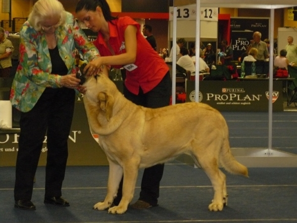 Chanel z Kraje sokolu - Middle East European Winner Show, Wels, Austria, 22.08.2009
- excellent 1, Jugendbester, Young winner of Middle and East Europe 2009

Amigo Zeus Bis Mastibe x Feimi z Kraje sokolu
Keywords: 2009