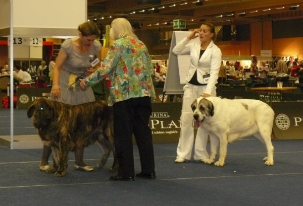 Champion class females - Middle East European Winner Show, Wels, Austria, 22.08.2009
Hessi Mastibe - excellent 1, CACA, res. CACIB
(Druso de la Aljabara x Connie Mastibe)

Motley House Luxury Spring Day - excellent 2, res. CACA
(Asocarronado Ha-La-Mu x Hata Fi-It)

Keywords: 2009