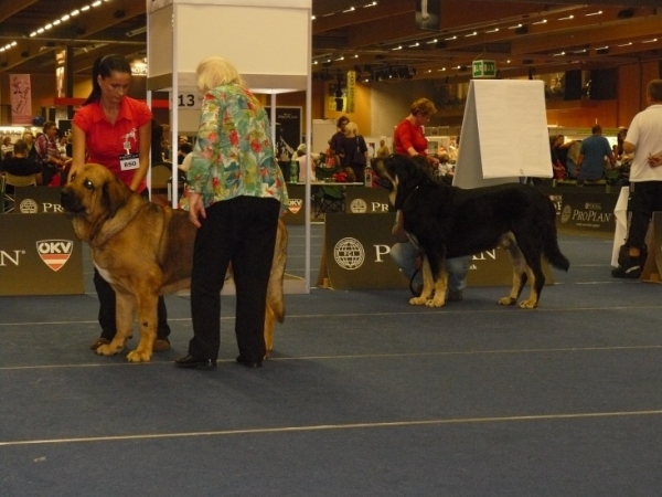 Open class males - Middle East European Winner Show, Wels, Austria, 22.08.2009
Nero Tornado Erben - excellent 1, CACA
(Baskervil Mastibe x Donelly Tornado Erben)

Rodo de Valdejera - excellent 2, res. CACA
(Nistos de Valdejera x Vita de Valdejera)

Keywords: 2009