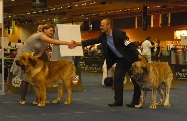 Neron de Filandon and Cypress Hill Lu Dareva - Middle East European Winner Show, Wels, Austria, 22.08.2009
Neron de Filandon - exc. 1, CACA, CACIB, Winner of Middle and East Europe 2009, BOB
(Dumbo de Reciecho x Troya de Buxionte)

Cypress Hill Lu Dareva - exc. 2, res. CACA, res. CACIB
(Enamorado Ernesto Mastibe x Franchesca Mastibe)

Keywords: 2009